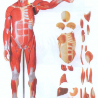 KAY-A11301/2人体全身肌肉附内脏模型(自然大)