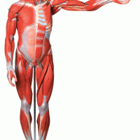 KAY/A11302-2人体全身肌肉解剖模型（170cm）