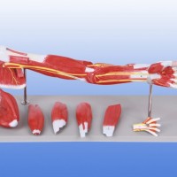 KAY-A331上肢肌肉附主要血管神经模型-手臂肌肉解剖模型
