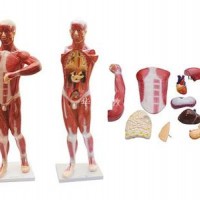 KAY-L1068人体肌肉附内脏模型-人体各大解剖教学模型