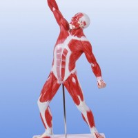 KAY-A341人体浅层运动肌肉解剖模型-人体解剖医学模型