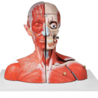 KAY-A18212头颈部血管神经附脑模型人体解剖教学模型