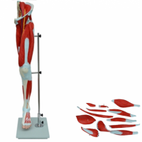 KAY-A332下肢肌肉附主要血管神经模型大腿肌解剖模型