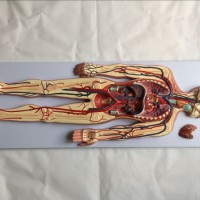 康谊牌KAY-A438血液循环模型-人体解剖医学模型