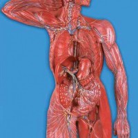 KAY-A16011淋巴系统模型-人体各大系统解剖模型