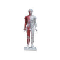 康谊牌KAY-B03 85cm人体针灸穴位模型-中医训练模型