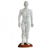 KAY-B07人体针灸模型（男性）中医针灸系列教学模型
