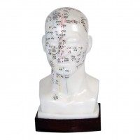 KAY-B09头针灸模型20CM头部针灸教学模型按摩针灸模型