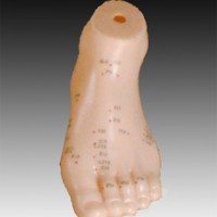 康谊牌KAY-B13足针灸模型13CM-足部穴位模型
