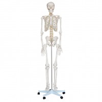 KAY/A001人体骨骼模型180CM人体全身骨骼结构模型