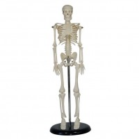 康谊牌KAY/A005人体骨骼模型42cm-人体解剖医学模型