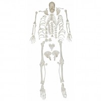 KAY-X130人体骨骼散骨模型（游离骨模型）全身骨头模型