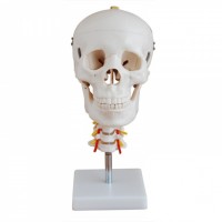 KAY-X135头颅骨带颈椎模型-头骨模型人体解剖医学模型