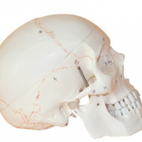 康谊牌KAY-A152带数字标识头颅骨模型-人体解剖医学模型