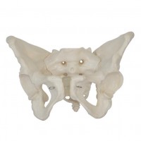 KAY-X123男性骨盆模型-人体解剖医学模型-骨盆教学模型