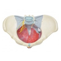 康谊牌KAY/A15106女性骨盆附盆底肌和神经模型