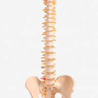KAY-X105自然大脊椎带骨盆模型-人体各大系统解剖模型