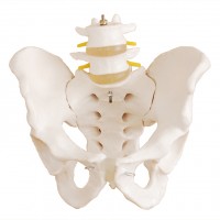 KAY-X128自然大骨盆带二节腰椎模型-骨盆带腰椎模型
