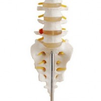康谊牌KAY-X119自然大腰椎带尾椎骨模型-尾椎骨模型