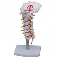 KAY-X133颈椎带颈动脉模型-颈椎模型-人体骨骼模型