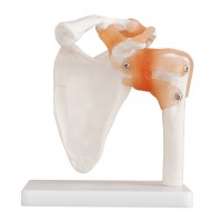 KAY-X109自然大肩关节模型带韧带-人体解剖医学模型