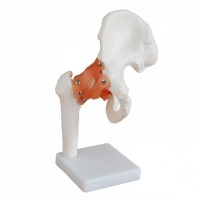 康谊牌KAY-X110自然大髋关节模型带韧带-人体骨骼模型