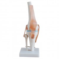 KAY-X111自然大膝关节模型带韧带-人体解剖教学模型