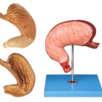 康谊牌KAY/A12002胃及剖面模型-人体胃解剖模型