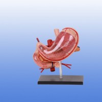 KAY-A458透明胃解剖模型人体胃解剖模型上海康谊公司厂家