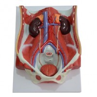 康谊牌KAY-A569两性泌尿系统模型-人体解剖医学模型