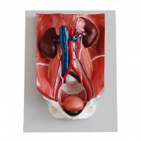 康谊牌KAY-333泌尿系统附腹后壁模型-泌尿教学模型