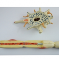 康谊牌KAY/A18001神经元放大模型-神经系统教学模型