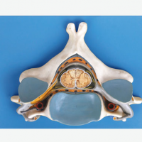 康谊牌KAY/A18104第五颈椎附脊髓和脊神经放大模型