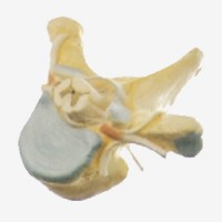 KAY/A18106胸椎附脊髓和脊神经放大模型-人体解剖模型