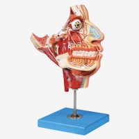KAY/A18109头面部血管神经模型-耳鼻喉科教学模型