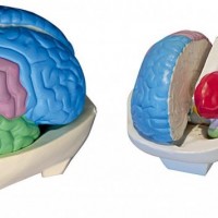 KAY-L1226大脑分叶模型-上海康谊医学模型厂家