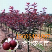 10公分紫叶李华荣苗木15-18-20公分造型红叶李
