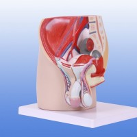 KAY-A15101男性盆腔正中矢状切面模型人体解剖医学模型