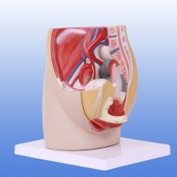 KAY-A15104女性盆腔正中矢状切面模型泌尿系统解剖模型