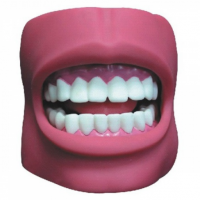 KAY-K4牙护理保健模型（带脸颊，自然大）牙齿护理模型