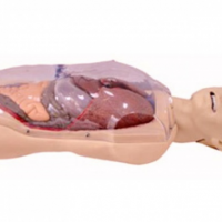 三腔二囊管训练模型-上海康谊医学模型-心肺复苏模拟人厂家