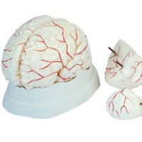 康谊牌KAY-308脑及脑动脉模型-脑模型人体解剖医学模型