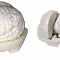 康谊牌KAY-304脑解剖模型（3部件）人体解剖医学模型
