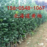 1.8米2米2.2米北海道黄杨产地供应绿化苗木