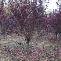 绿化苗木8-10-11-12公分紫叶李15公分造型红叶李