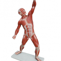 康谊牌KAY/A11303人体全身肌肉运动模型-人体解剖模型