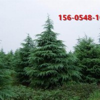 供应高度1米1.5米2米3米4米5米雪松树