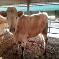 夏洛莱肉牛犊养殖场山东晨旭牧业销售多少钱
