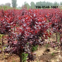 绿化苗木供应10公分15公分18公分紫叶李带土球发货