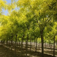 供应金枝槐10-11-12公分规格全城市环境绿化苗木